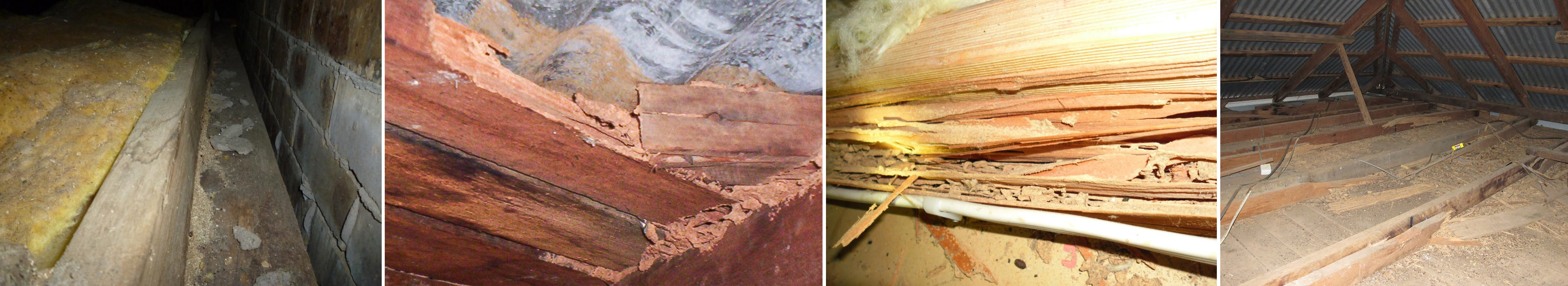 Building Inspection Tips - Pest Activity